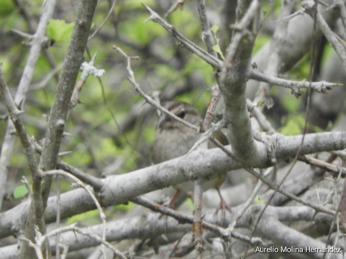 Olive Sparrow - ML638162978