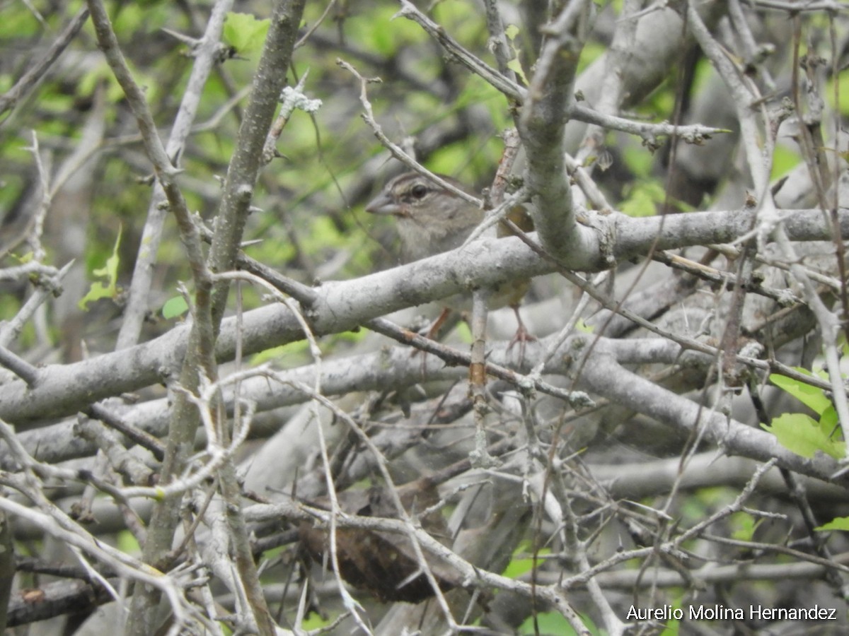 Olive Sparrow - ML638162979