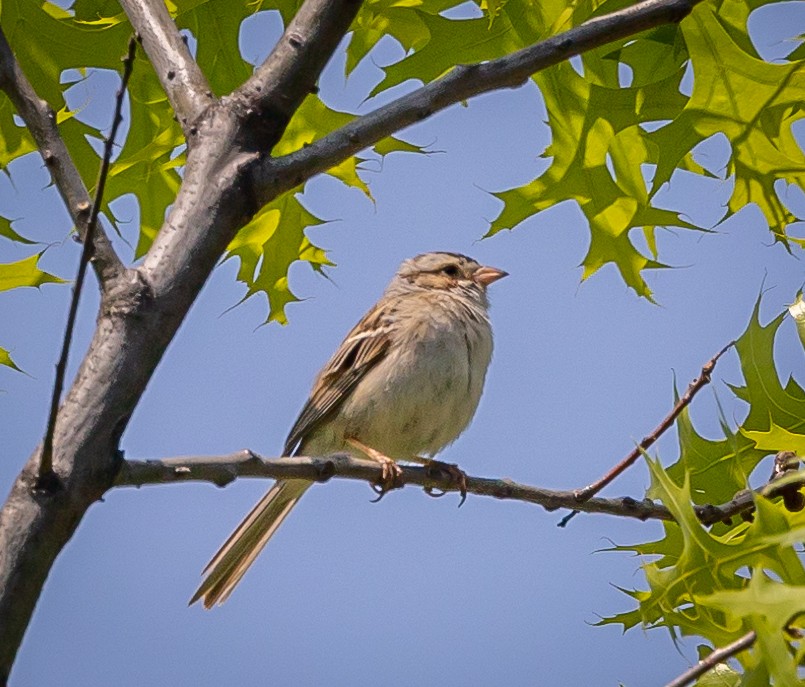 Clay-colored Sparrow - ML638162987