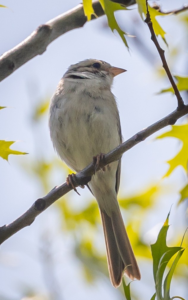 Clay-colored Sparrow - ML638162989