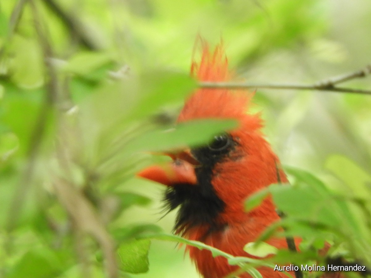 Northern Cardinal - ML638162997