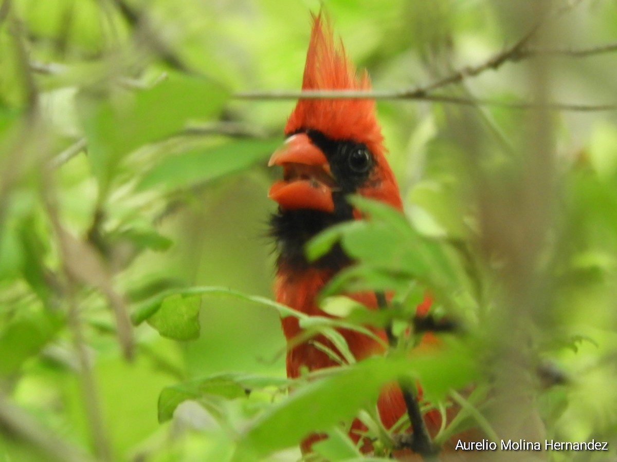 Northern Cardinal - ML638162998
