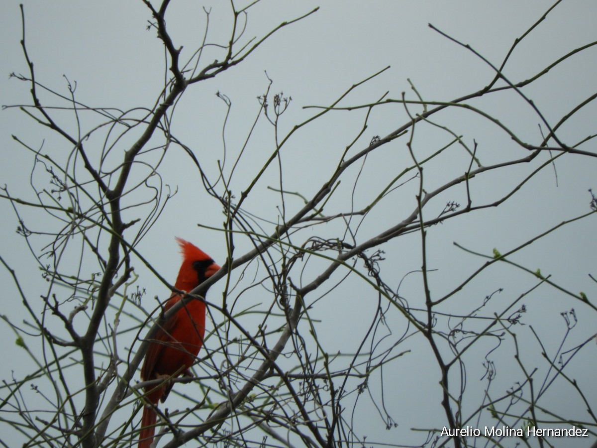 Northern Cardinal - ML638162999