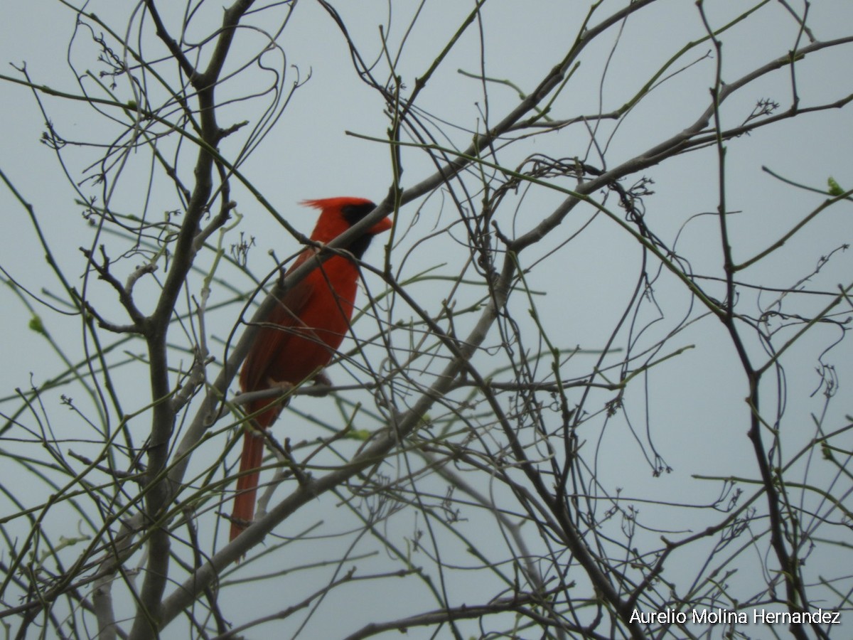 Northern Cardinal - ML638163000