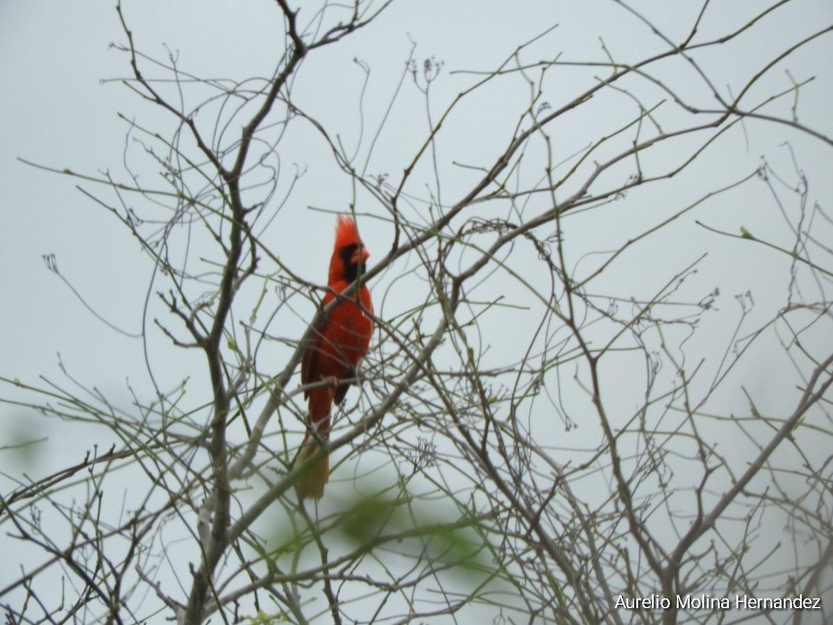 Northern Cardinal - ML638163001