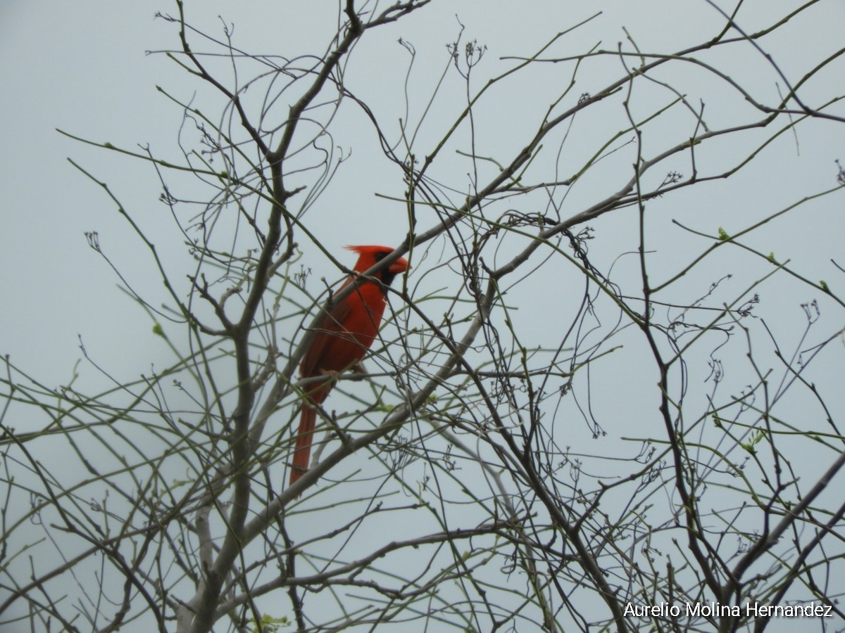 Northern Cardinal - ML638163003