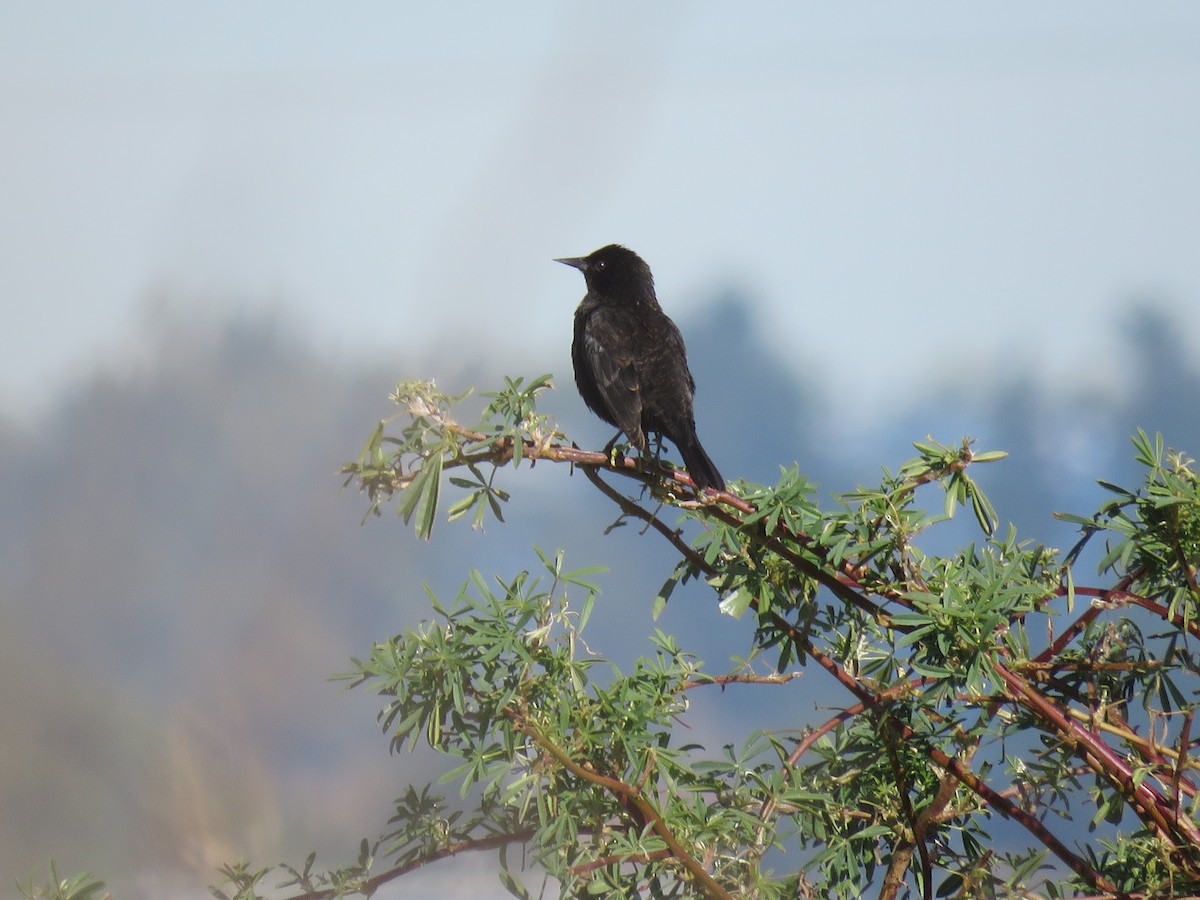 Yellow-winged Blackbird - ML638163004