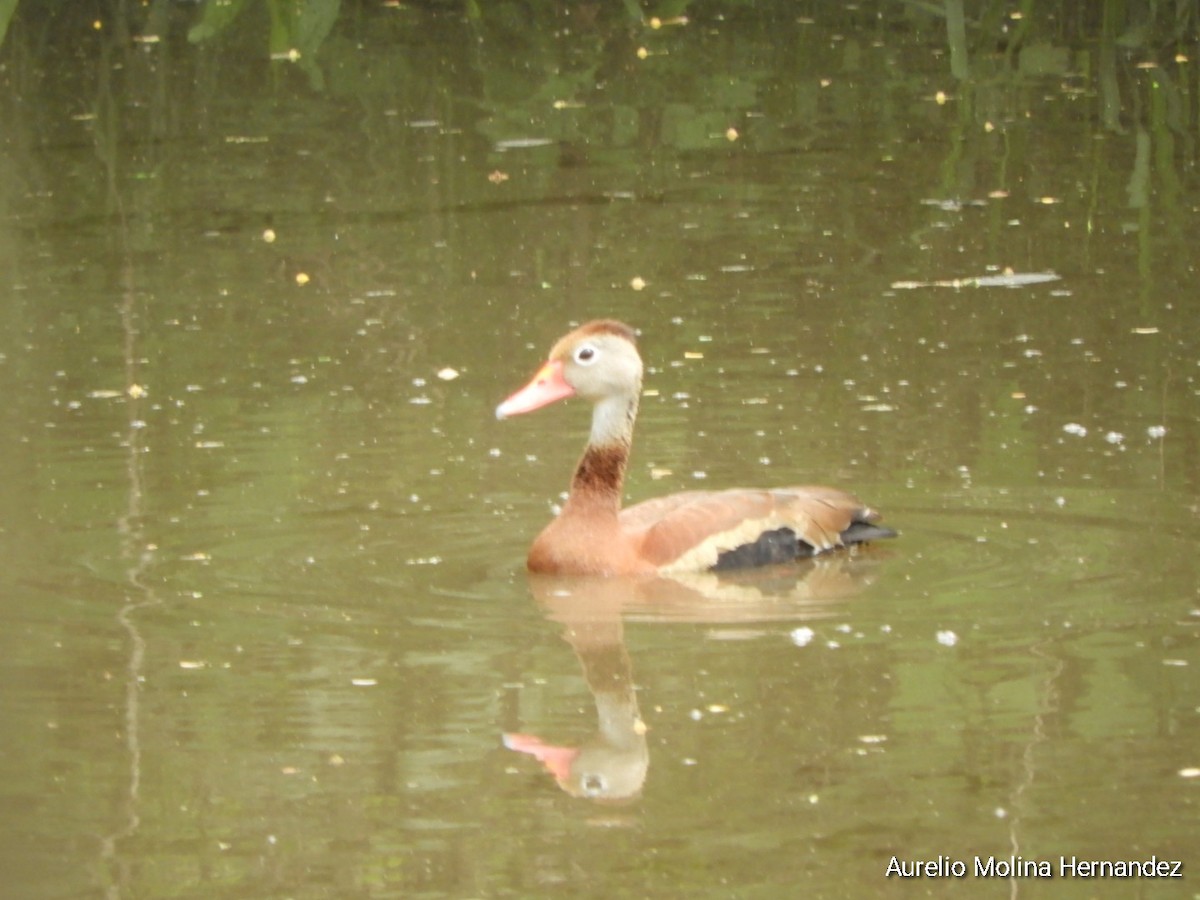Black-bellied Whistling-Duck - ML638163015