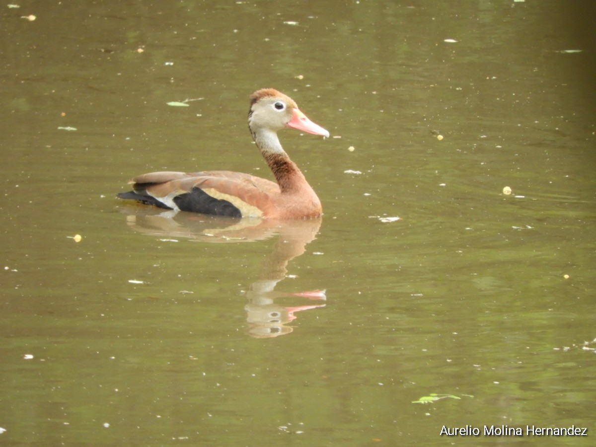 Black-bellied Whistling-Duck - ML638163016