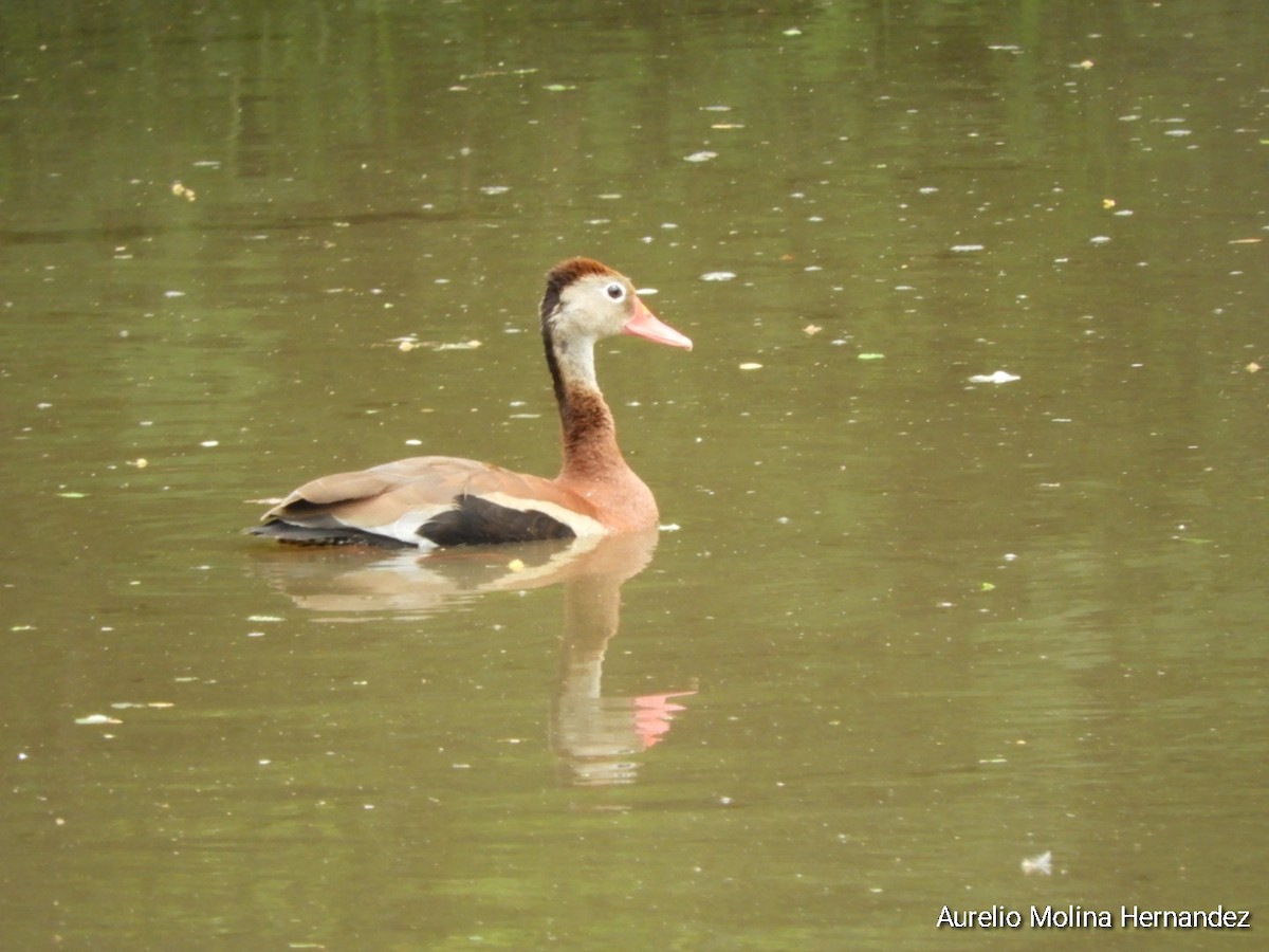 Black-bellied Whistling-Duck - ML638163017