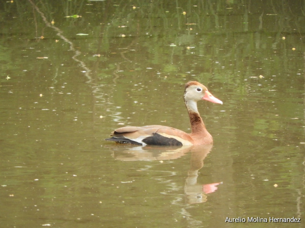 Black-bellied Whistling-Duck - ML638163018