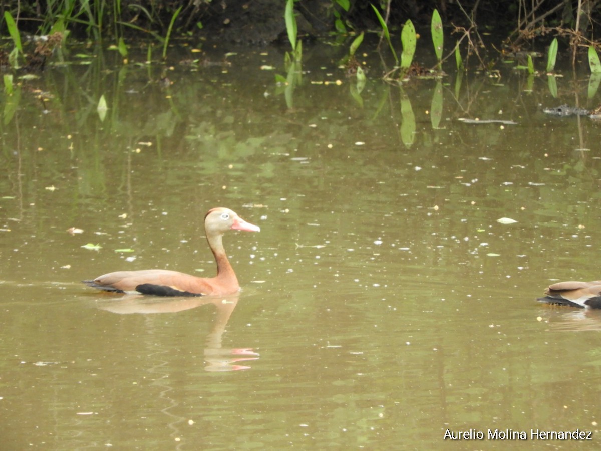 Black-bellied Whistling-Duck - ML638163019