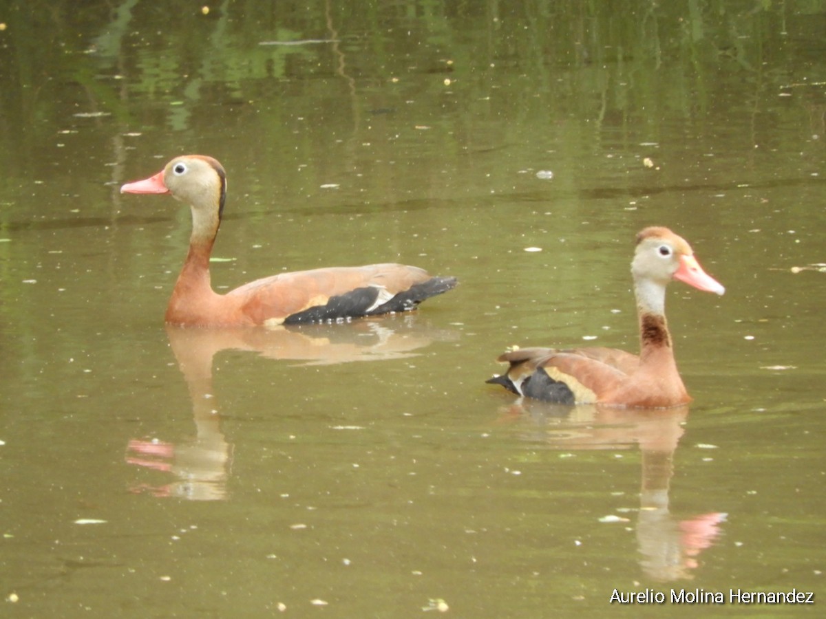 Black-bellied Whistling-Duck - ML638163020
