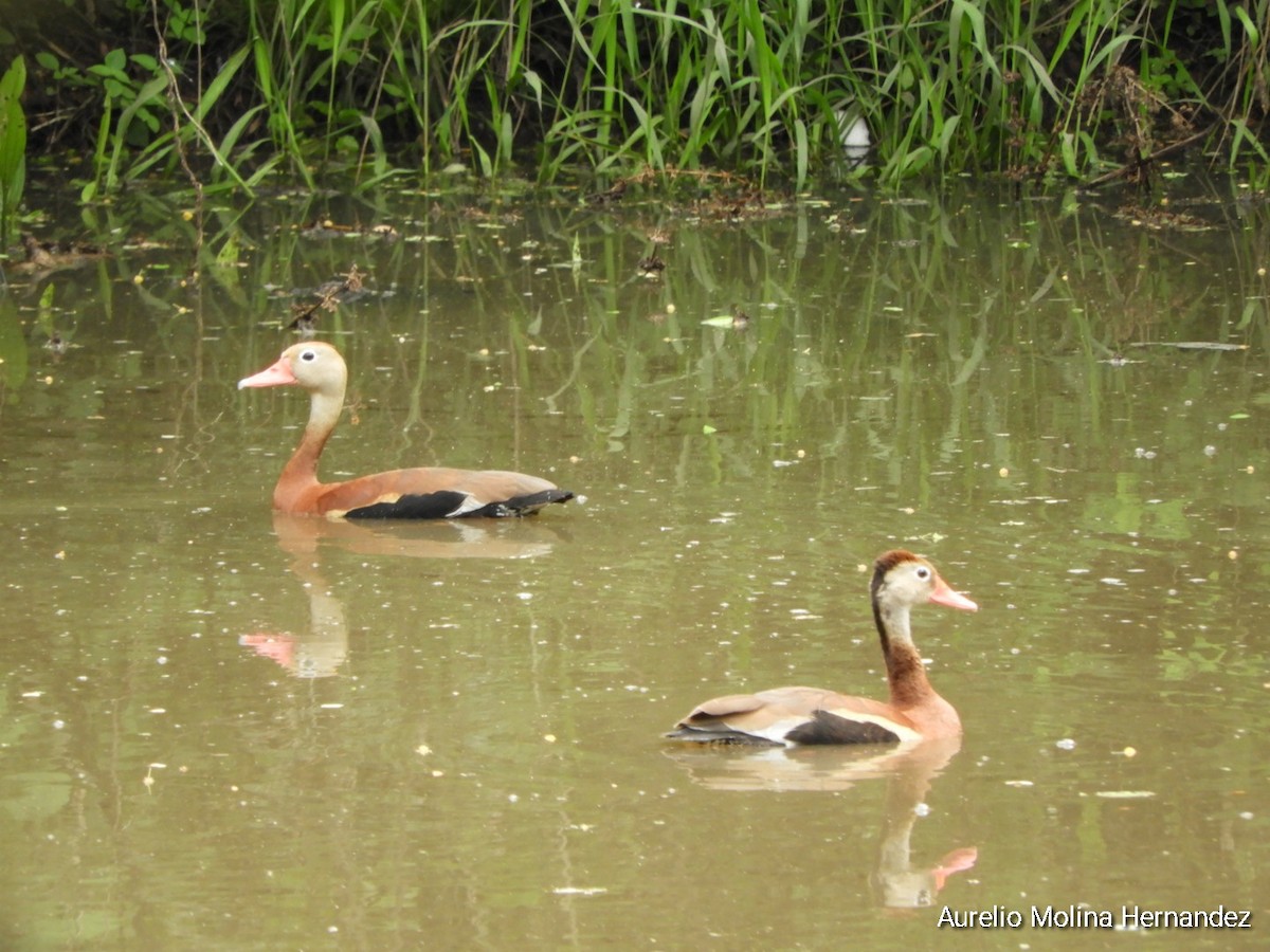 Black-bellied Whistling-Duck - ML638163021