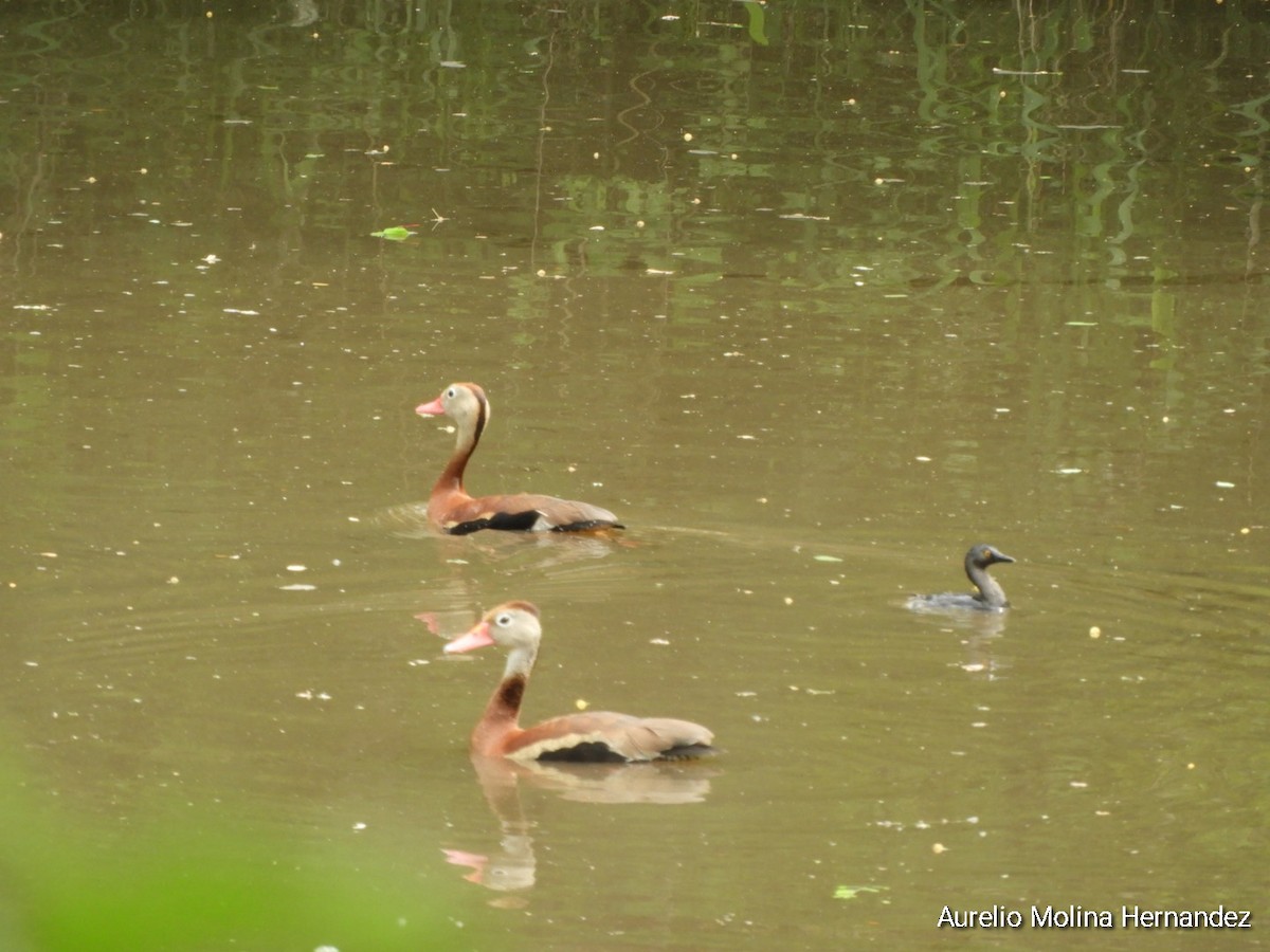 Black-bellied Whistling-Duck - ML638163022