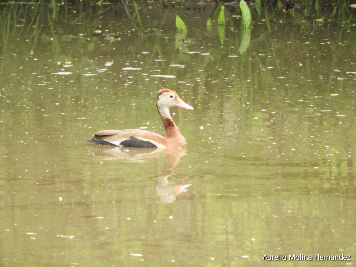 Black-bellied Whistling-Duck - ML638163023