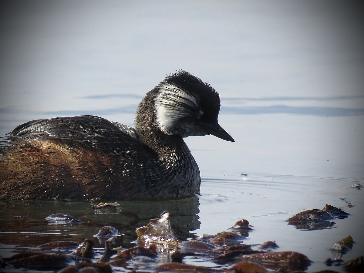 White-tufted Grebe - ML638163028