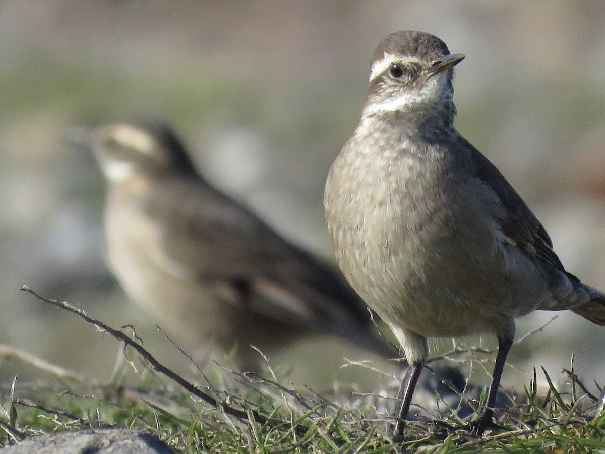 Buff-winged Cinclodes - ML638163053