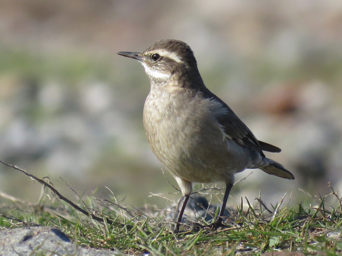 Buff-winged Cinclodes - ML638163054