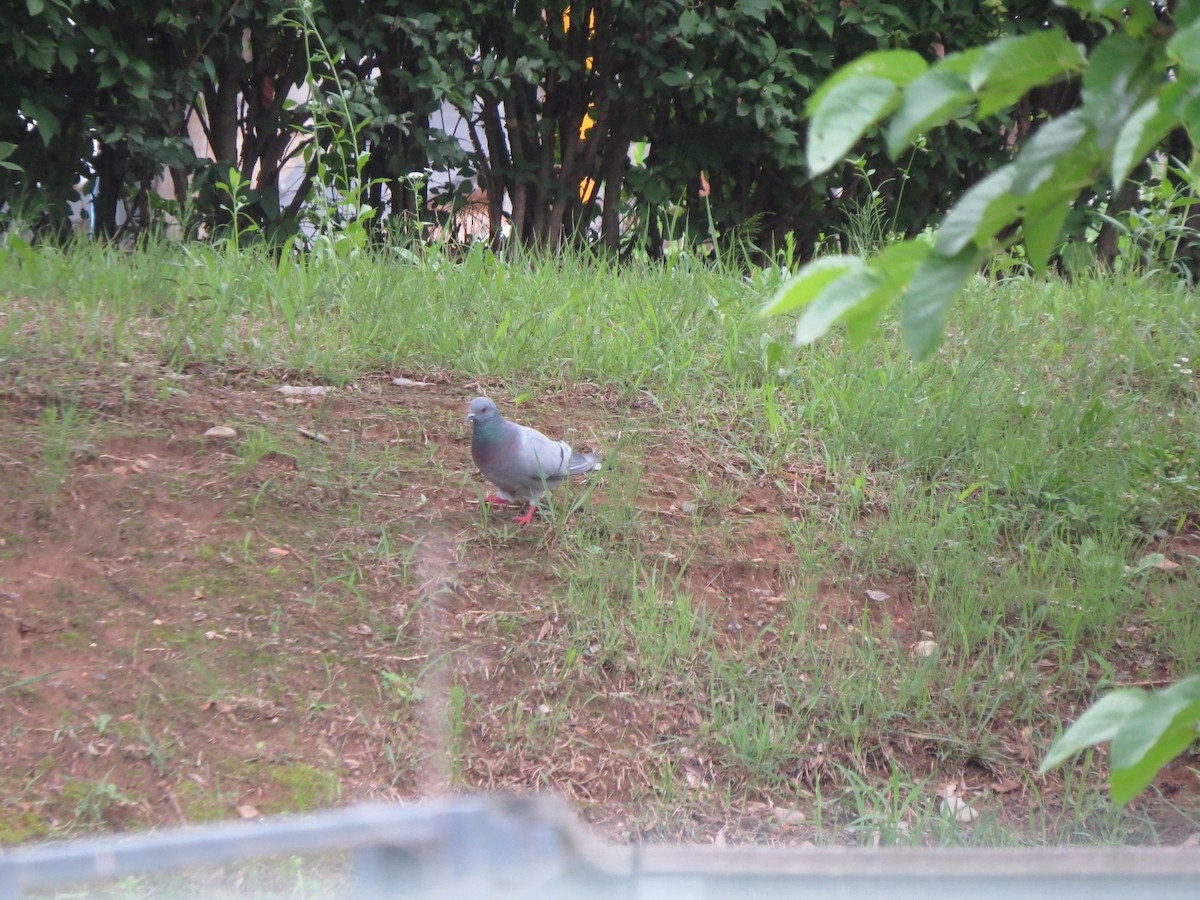 Hill Pigeon - ML638163095