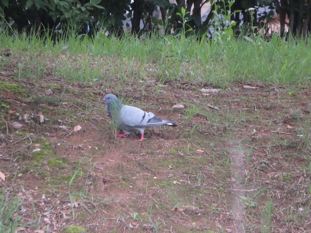 Hill Pigeon - ML638163096
