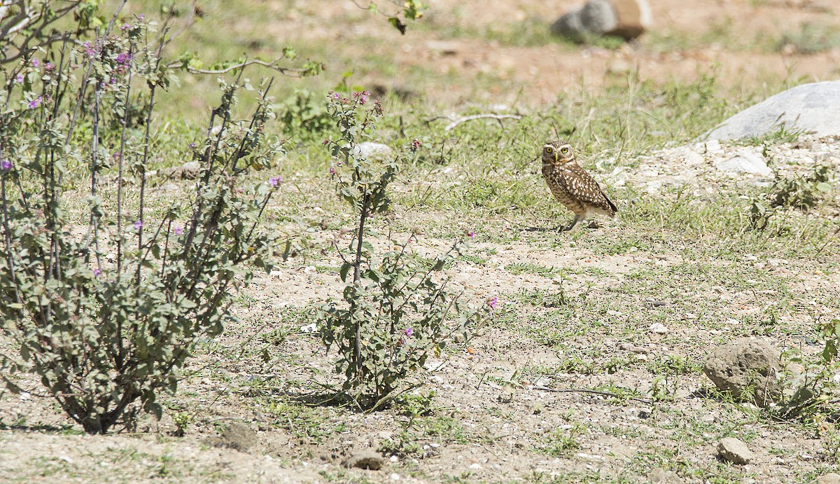 Burrowing Owl - ML63816311