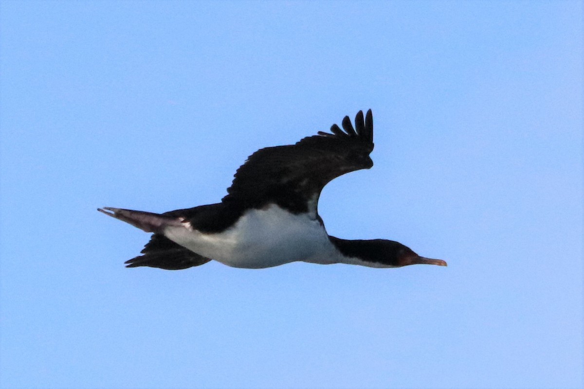 Bounty Islands Shag - ML638163161