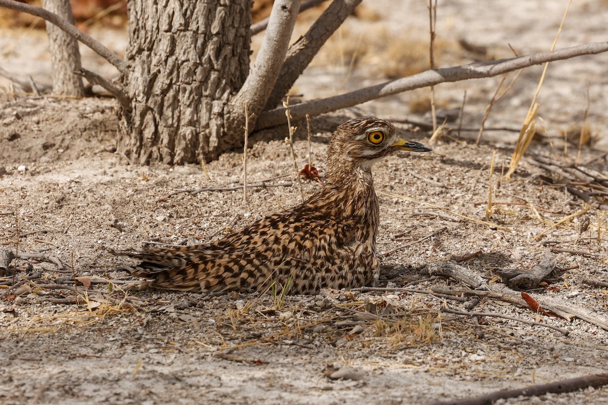 Spotted Thick-knee - ML638163184