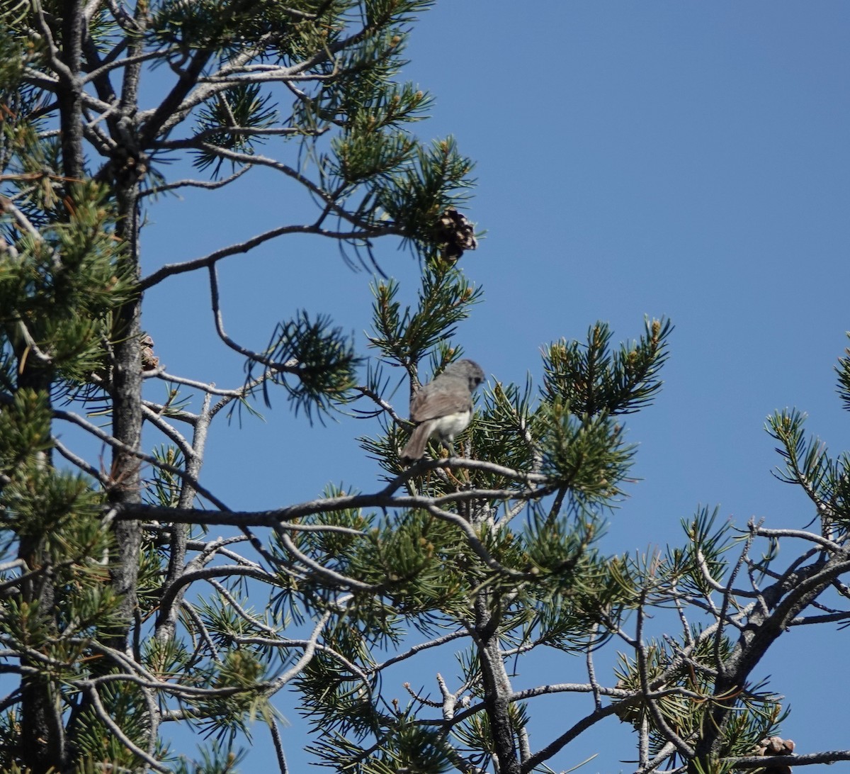 Gray Vireo - ML638163190