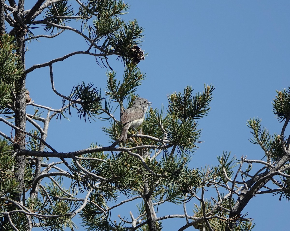 Gray Vireo - ML638163191