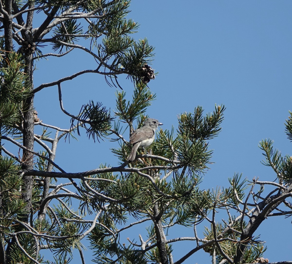 Gray Vireo - ML638163193