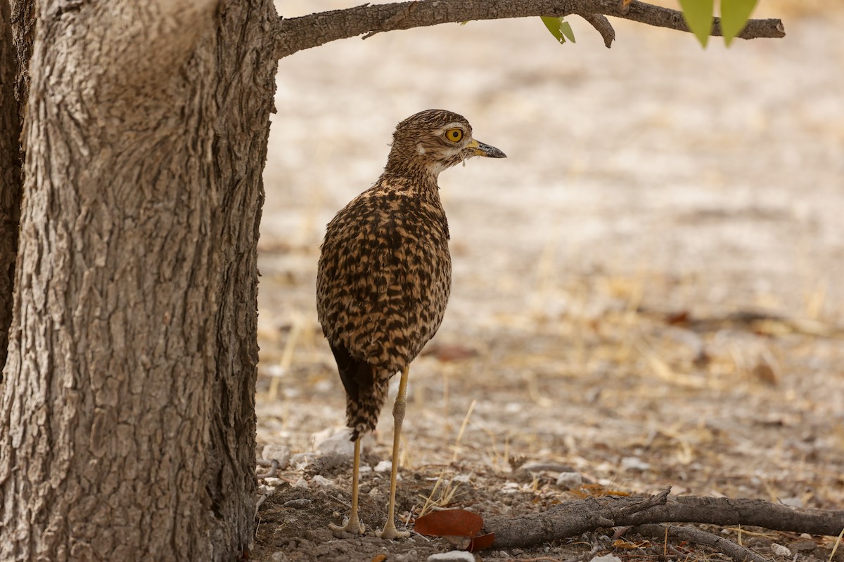 Spotted Thick-knee - ML638163194