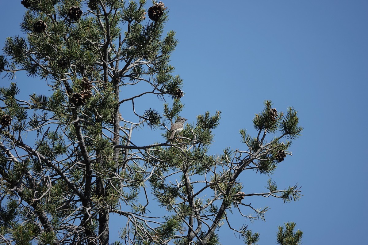 Gray Vireo - ML638163196