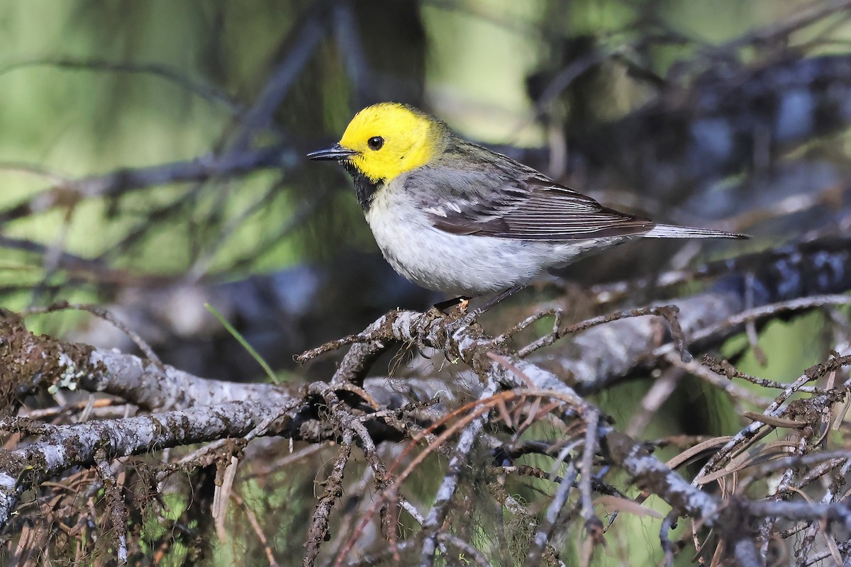 Hermit Warbler - ML638163227