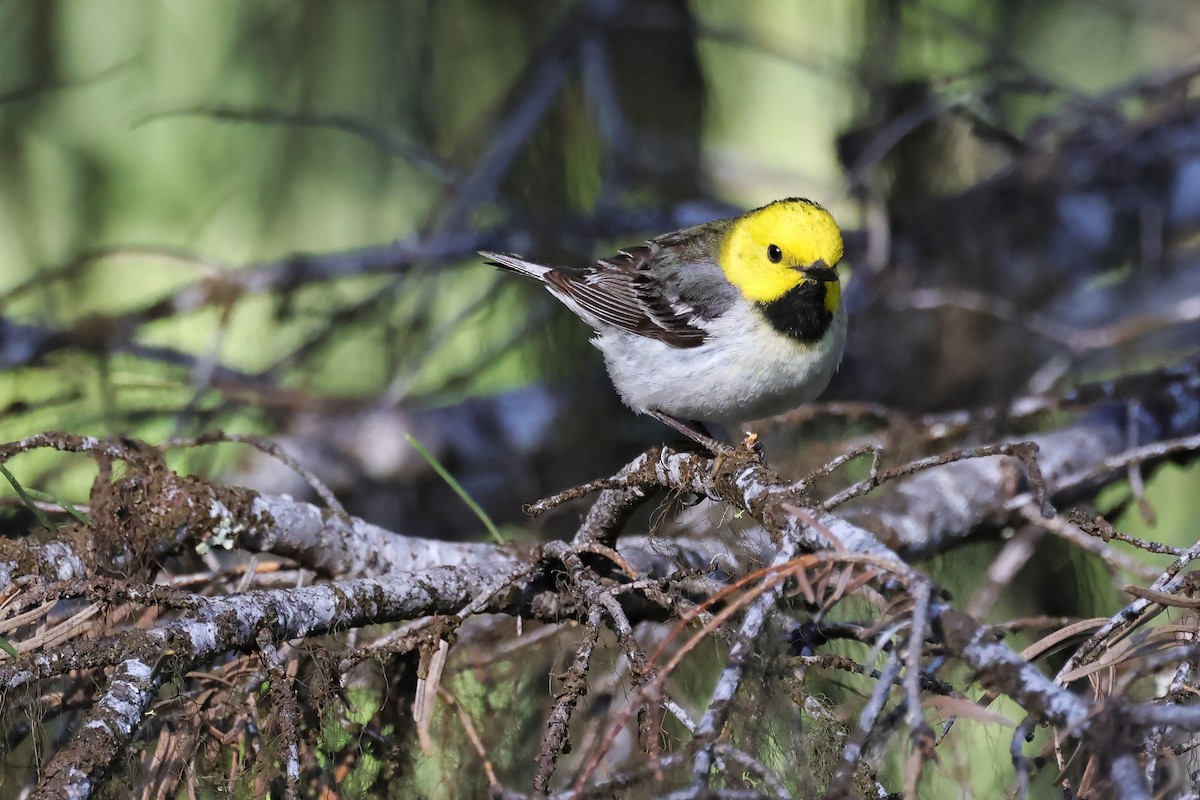 Hermit Warbler - ML638163261