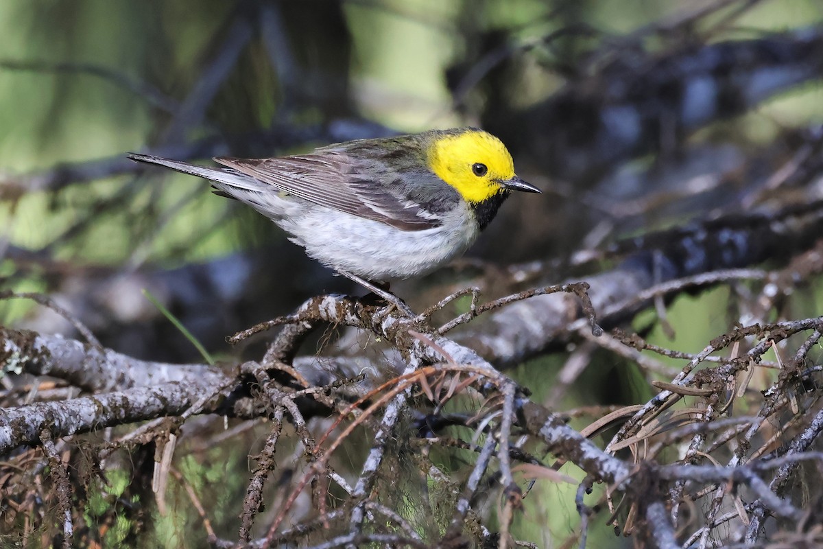Hermit Warbler - ML638163267