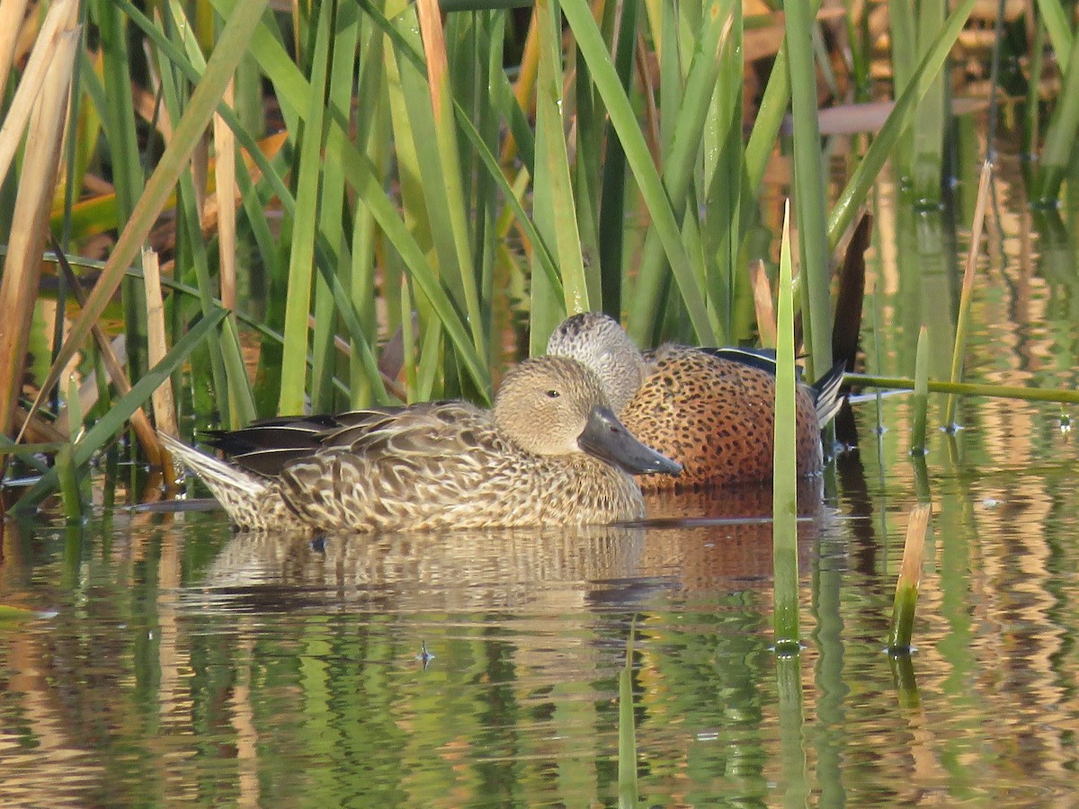 Red Shoveler - ML638163269