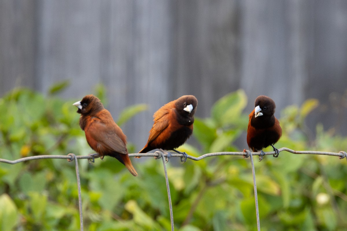 Chestnut Munia - ML638163278