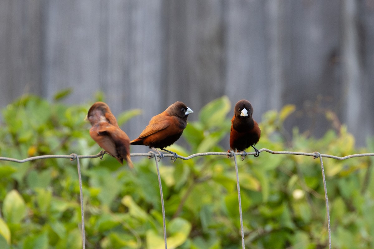 Chestnut Munia - ML638163279