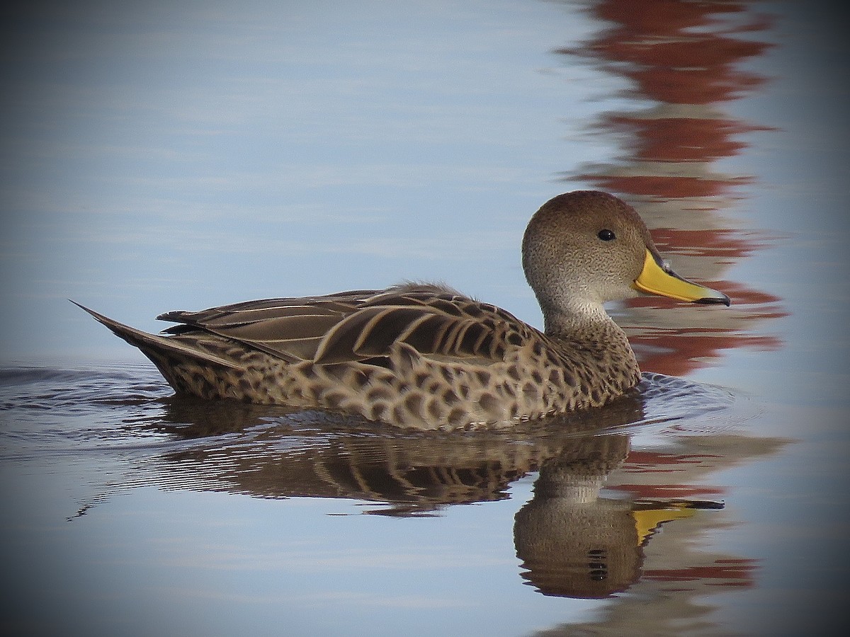 Yellow-billed Pintail - ML638163280