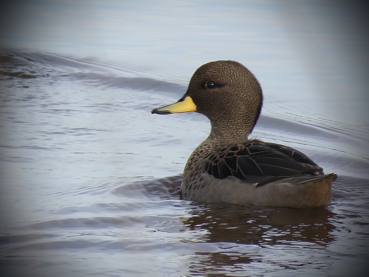 Yellow-billed Teal - ML638163286