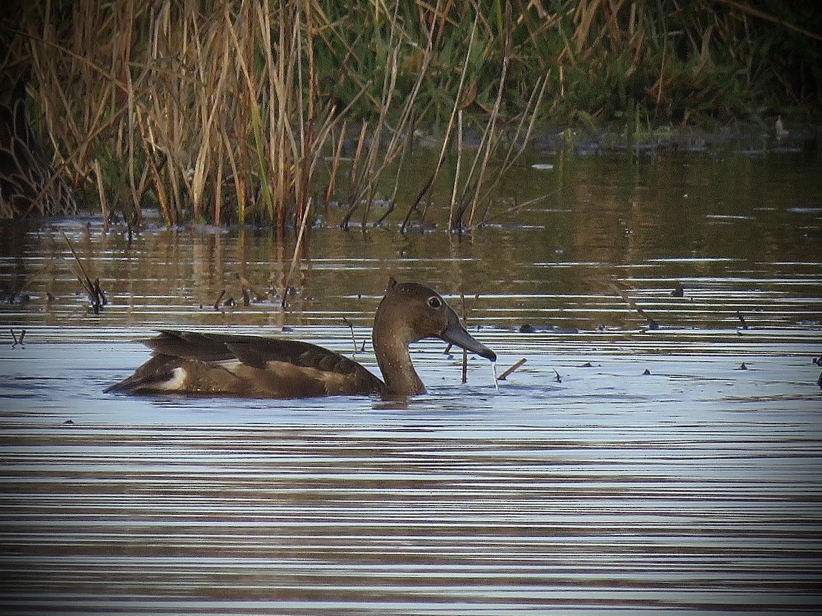 Rosy-billed Pochard - ML638163297