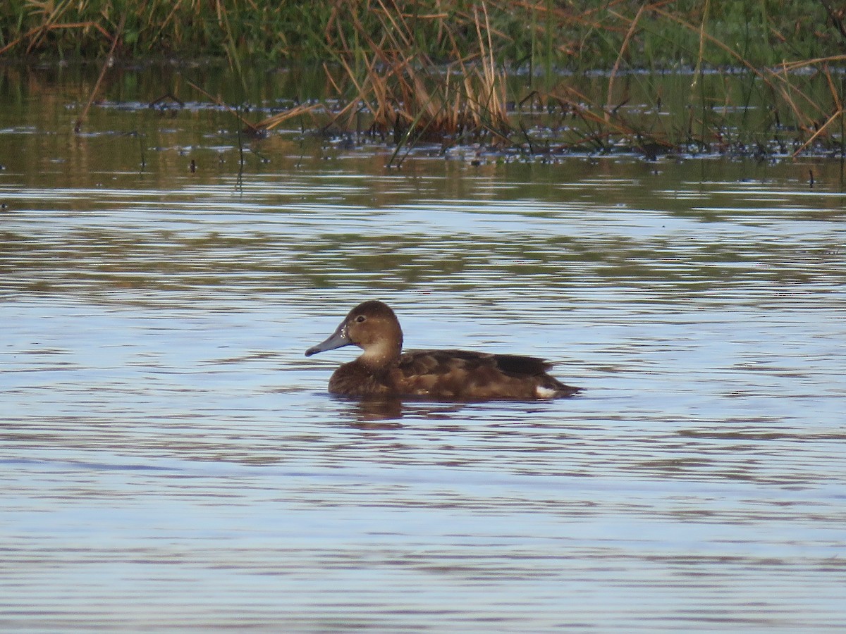 Rosy-billed Pochard - ML638163298