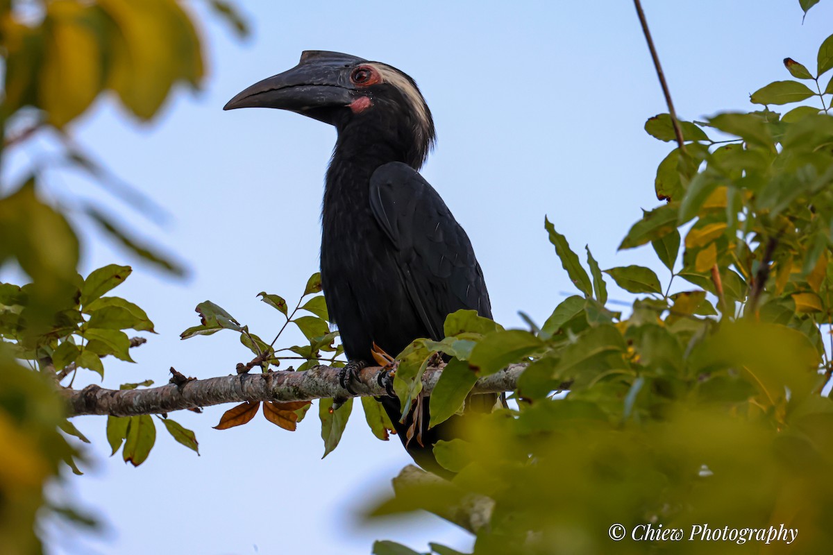 Black Hornbill - ML638163318