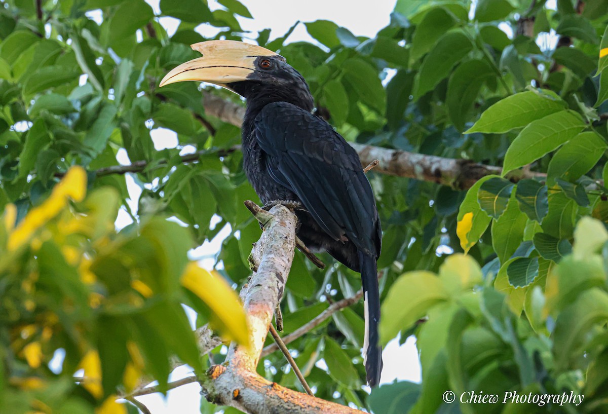 Black Hornbill - ML638163319