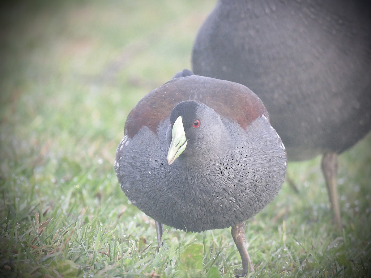 Spot-flanked Gallinule - ML638163331