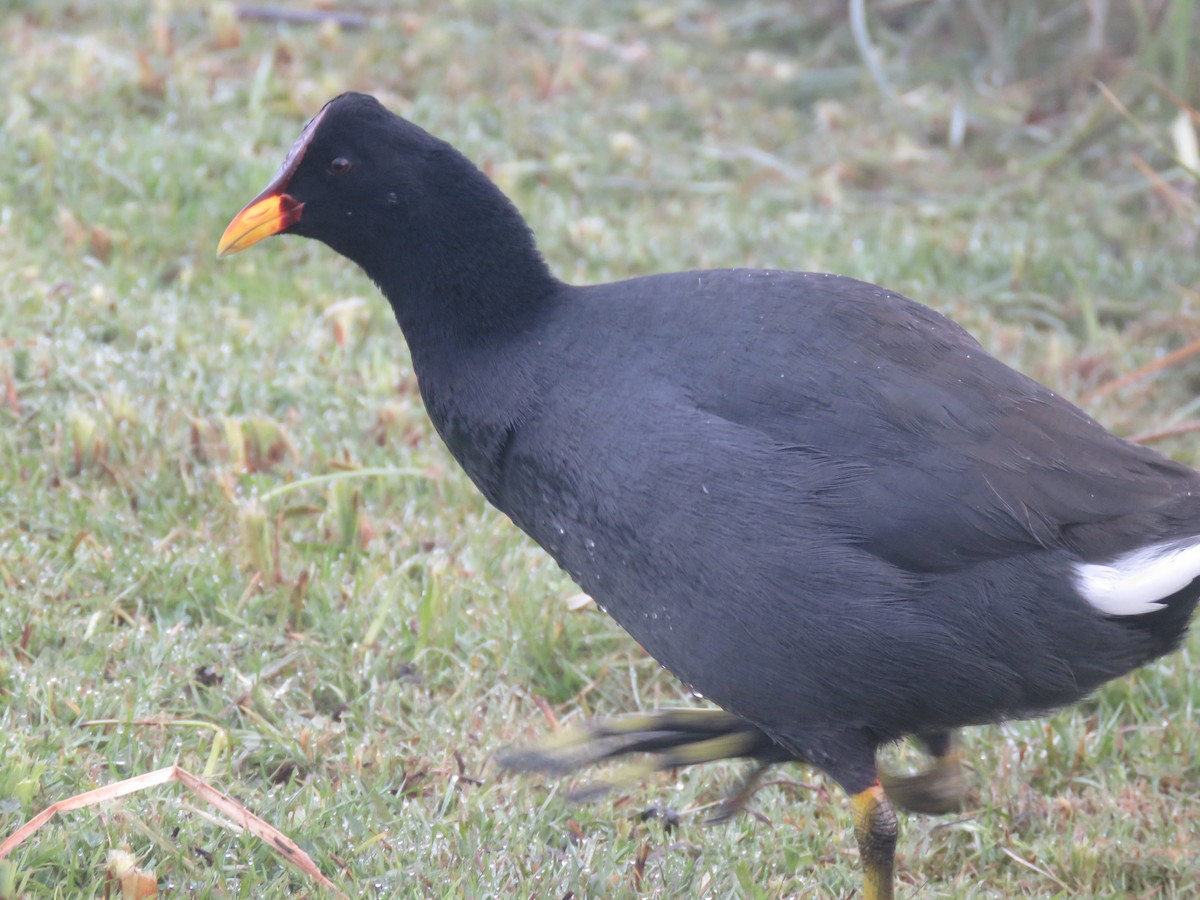 Red-fronted Coot - ML638163336