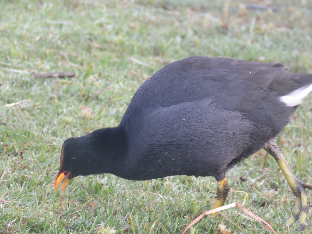 Red-fronted Coot - ML638163337