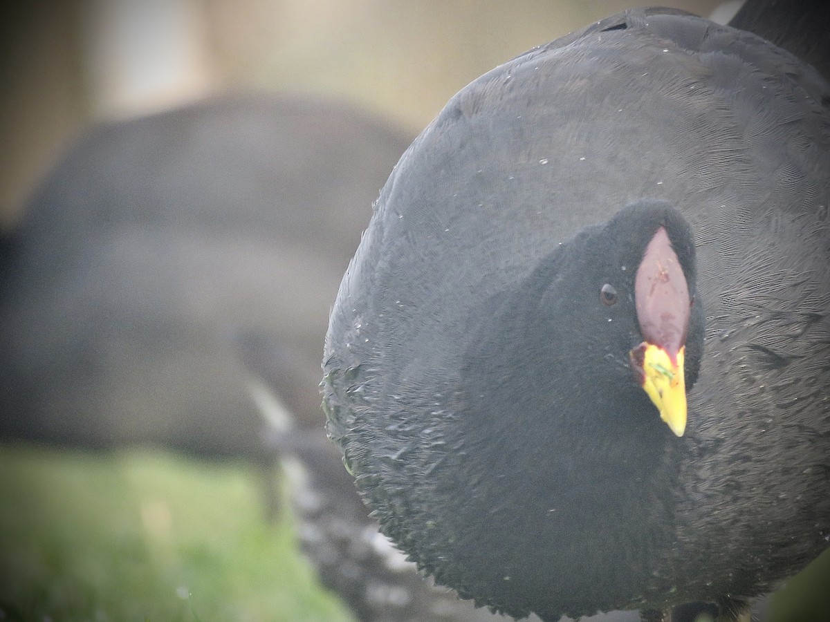 Red-fronted Coot - ML638163338