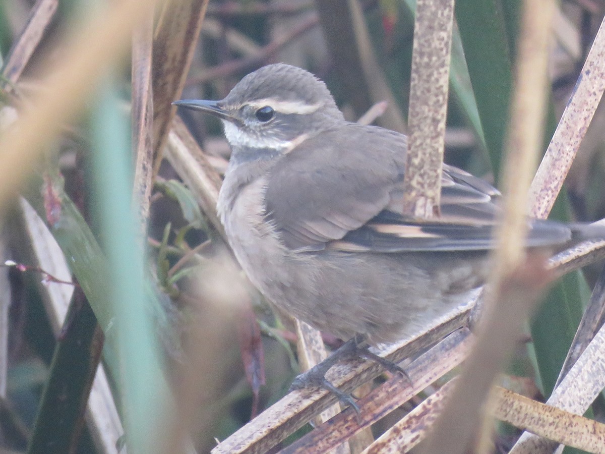 Buff-winged Cinclodes - ML638163358